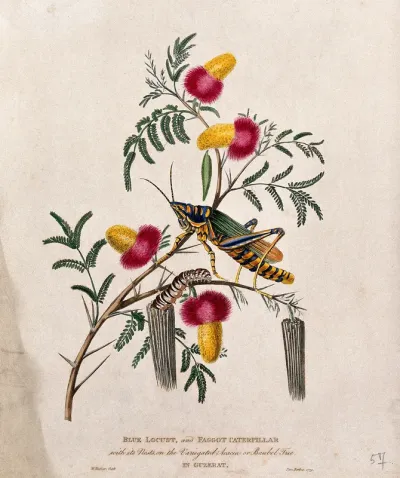 Wattle (Acacia sp.) flowering stem with a blue locust and a faggot caterpillar emerging from its nest