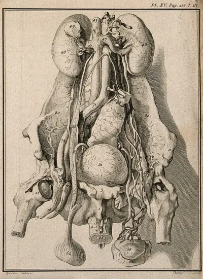 Wax model of the human male generative organs and viscera, made by an anonymous collaborator of La Croix from dissections made by M