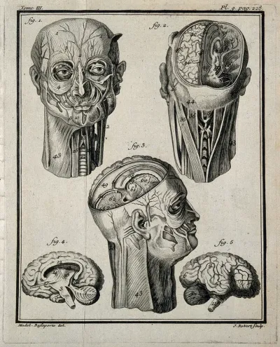 Wax models of the head and neck (figs 1-3), and of the right hemisphere of the brain (figs 4-5), made by G