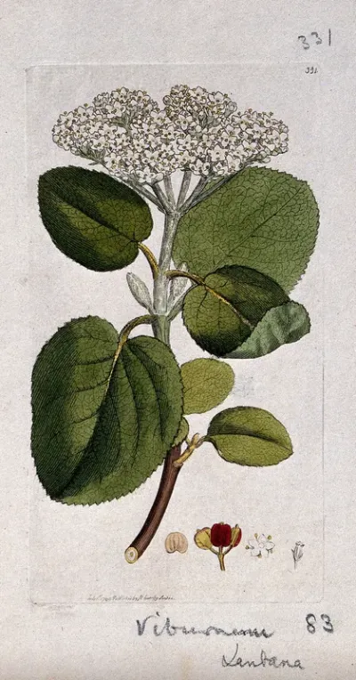 Wayfaring tree (Viburnum lantana): flowering stem, leaves and floral segments