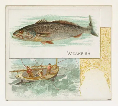 Weakfish, from Fish from American Waters series (N39) for Allen & Ginter Cigarettes