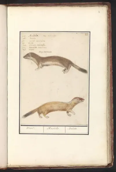 Weasel (Mustela nivalis)