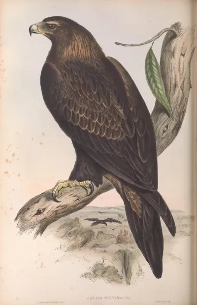 Wedge-tailed Eagle
