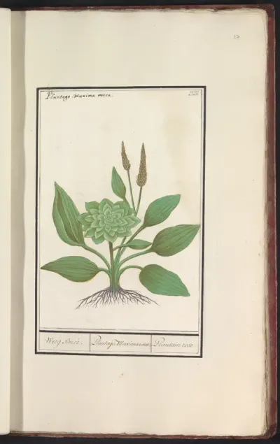 Weegbree (Plantago)