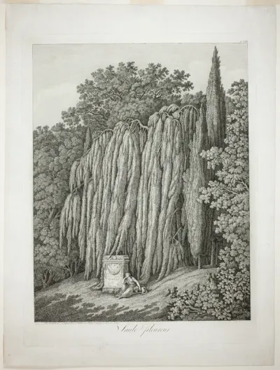 Weeping Willow