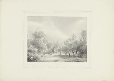 Weide in het bos