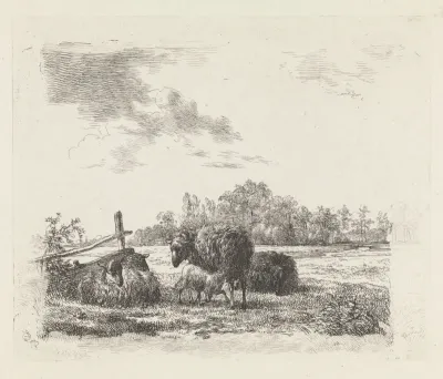 Weide met schapen