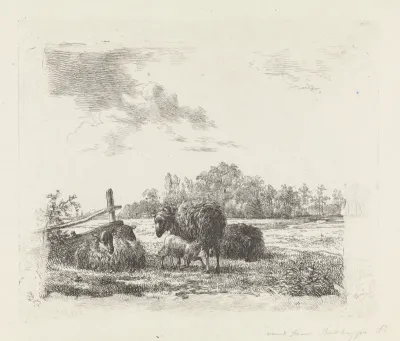 Weide met schapen