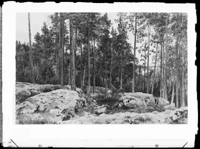 Werner Holmberg: "Männikkö lähellä järvenrantaa" vuodelta 1857