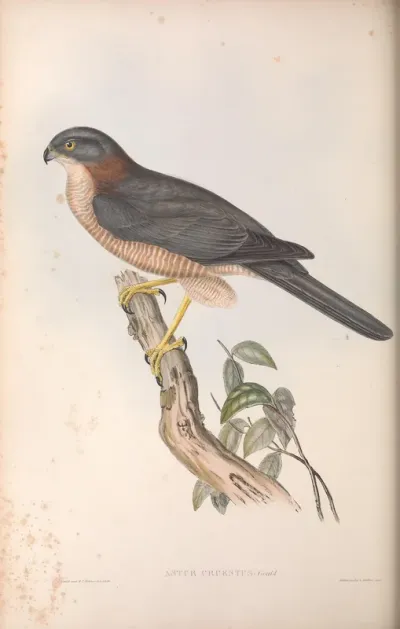 West Australian Goshawk