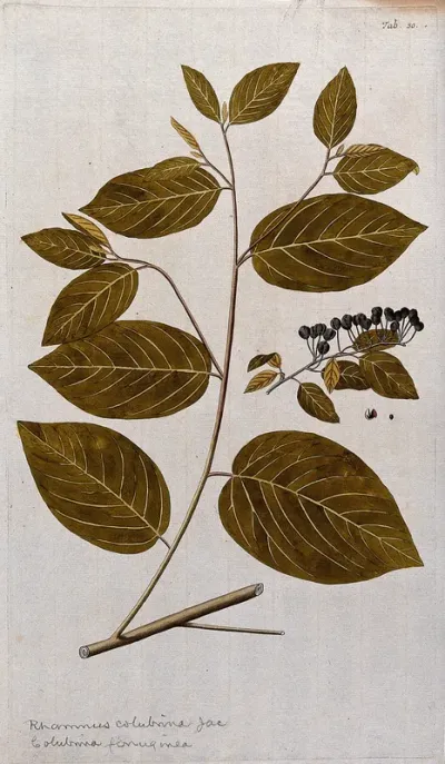 West Indian Snake Bark (Colubrina ferruginea Brongn.): leafy stem with separate fruit and seed