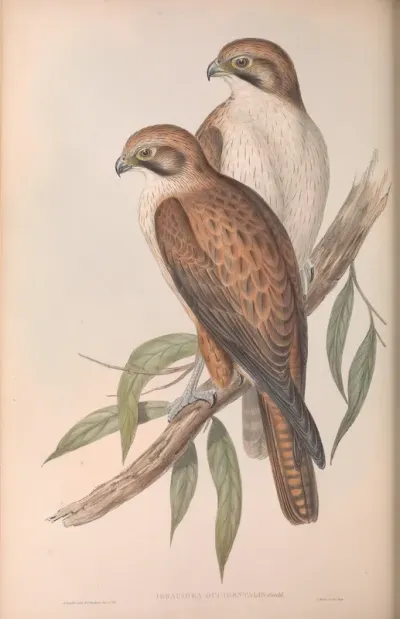 Western Brown Hawk