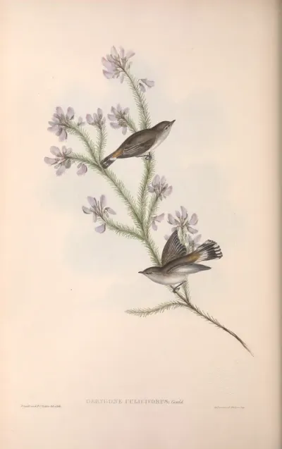 Western Gerygone