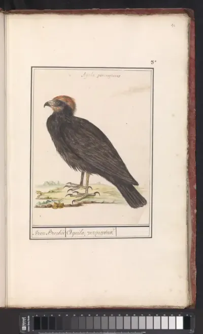 Western Marsh Harrier