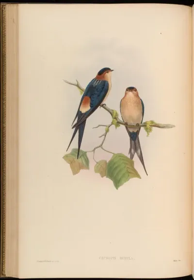 Western Mosque-Swallow