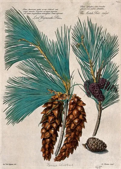 Weymouth or white pine (Pinus strobus L.) and scots pine (Pinus sylvestris L.): cones and leaves