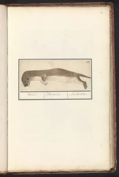 Wezel (Mustela nivalis)