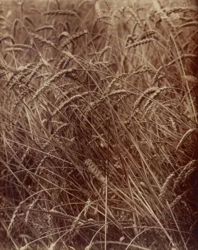 Wheat