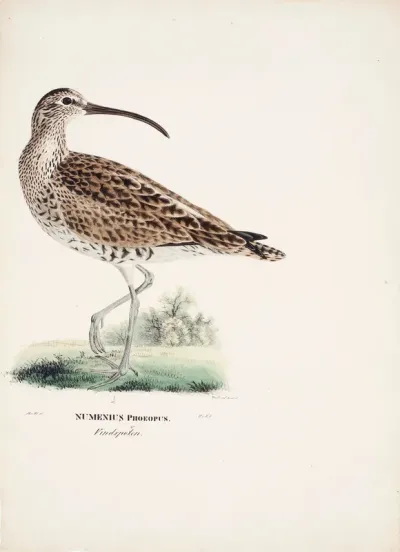 Whimbrel