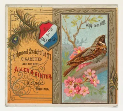 Whip-poor Will, from the Birds of America series (N37) for Allen & Ginter Cigarettes