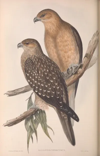 Whistling Eagle
