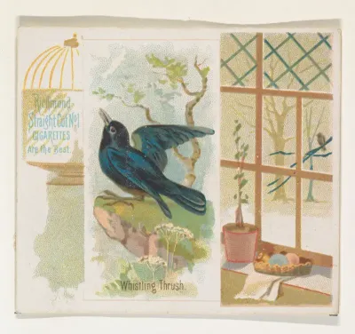 Whistling Thrush, from the Song Birds of the World series (N42) for Allen & Ginter Cigarettes