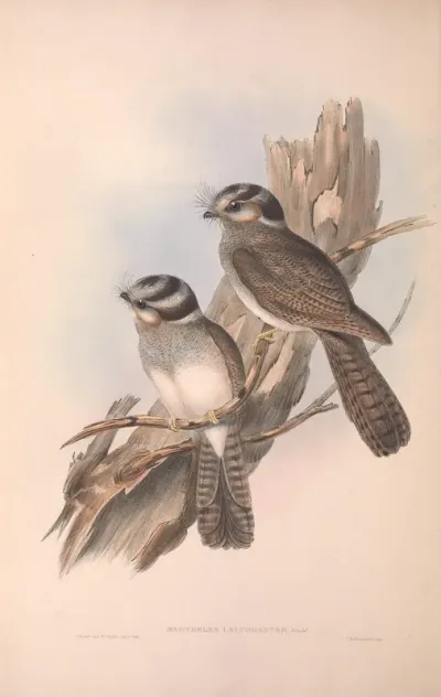 White-bellied Owlet Nightjar