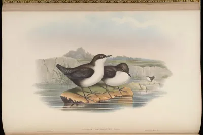 White-bellied Water-Ouzel