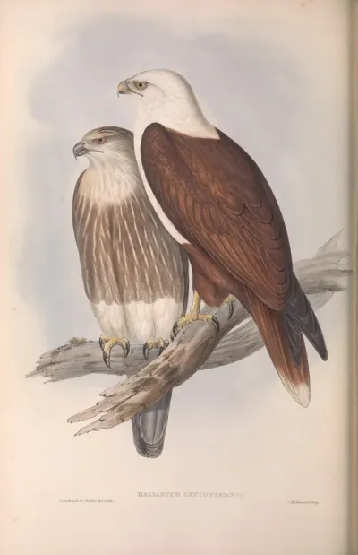 White-breasted Sea Eagle