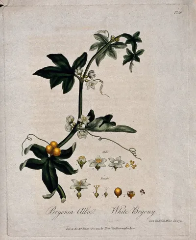 White bryony (Bryonia dioica): flowering and fruiting stem with floral segments