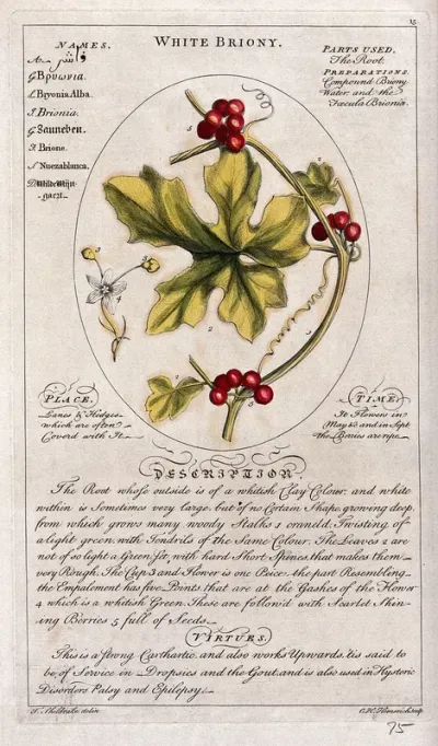 White bryony (Bryonia dioica Jacq.): fruiting stem and separate flower and a description of the plant and its uses