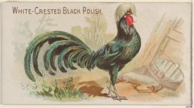 White-Crested Black Polish, from the Prize and Game Chickens series (N20) for Allen & Ginter Cigarettes