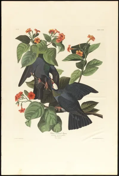 White Crowned Pigeon