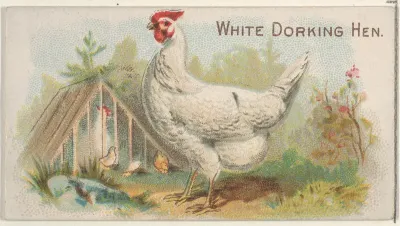 White Dorking Hen, from the Prize and Game Chickens series (N20) for Allen & Ginter Cigarettes