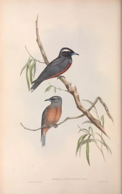 White-eyebrowed Wood Swallow