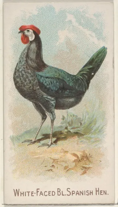 White-Faced Black Spanish Hen, from the Prize and Game Chickens series (N20) for Allen & Ginter Cigarettes