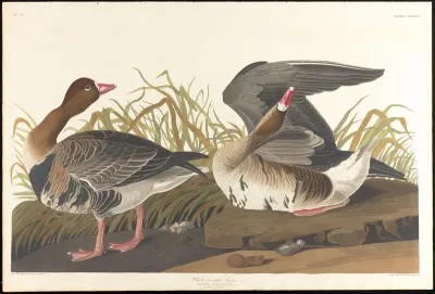 White fronted Goose