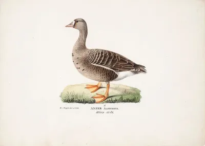 White-Fronted Goose