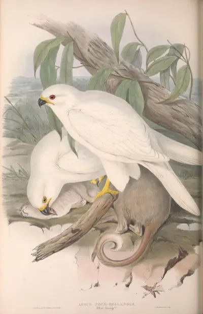 White Goshawk