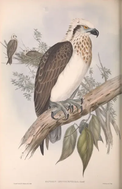 White-headed Osprey