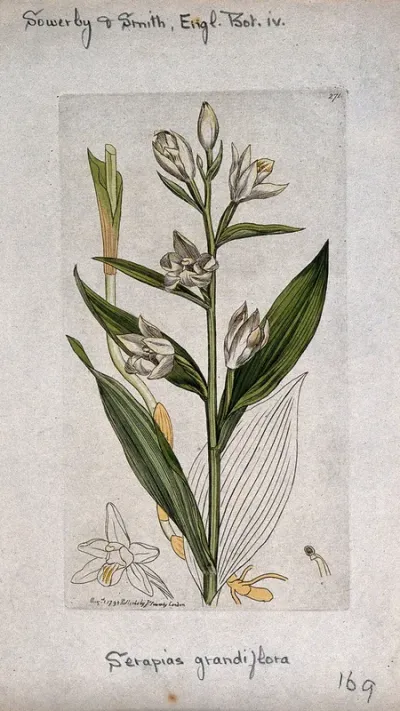 White helleborine (Cephalanthera damasonium): flowering stem and floral segments