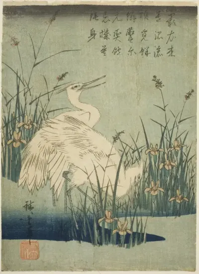 White herons and iris