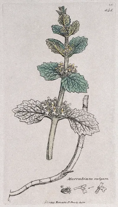 White horehound (Marrubium vulgare): flowering stem, root and floral segments