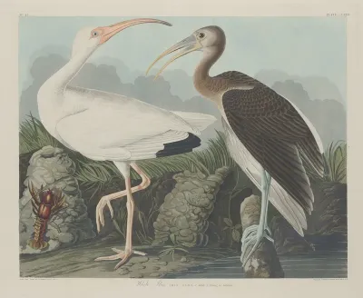 White Ibis