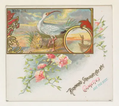 White Ibis, from the Game Birds series (N40) for Allen & Ginter Cigarettes