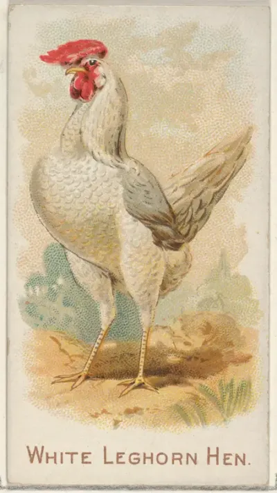White Leghorn Hen, from the Prize and Game Chickens series (N20) for Allen & Ginter Cigarettes
