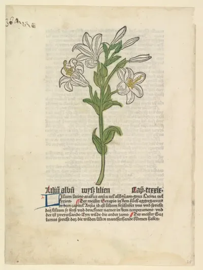 White Lily, from "Gart der Gesundheit"