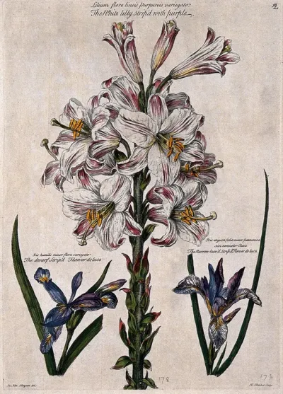 White lily striped with purple (Lilium sp.) and two irises (Iris sp.) Coloured engraving by H