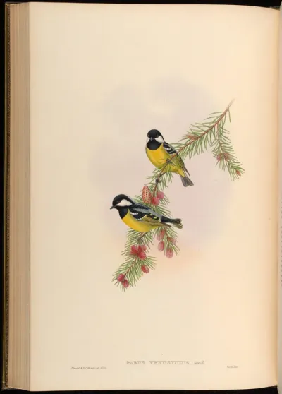White-naped Tit