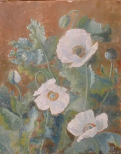 White poppies.